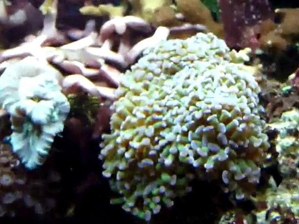 bac recifal 160L 220111