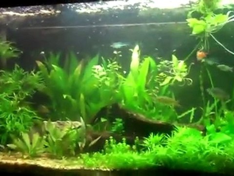 4 75 Gallon planted fishtanks_ 75 gallon reef