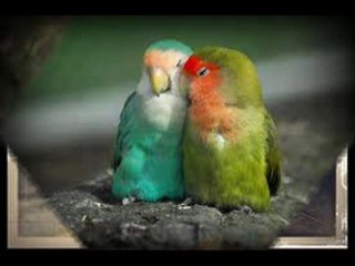 NEFES ALABİLEN HER CANLIDA AŞK VARDIR....