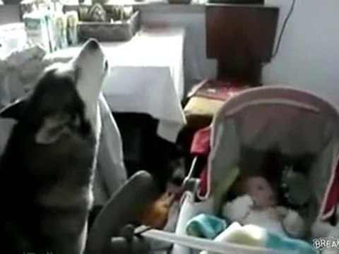 bebek bakıcısı köpek ninni söylüyor :):)