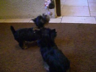 FELINO & FOREVER s' amusent ensemble........