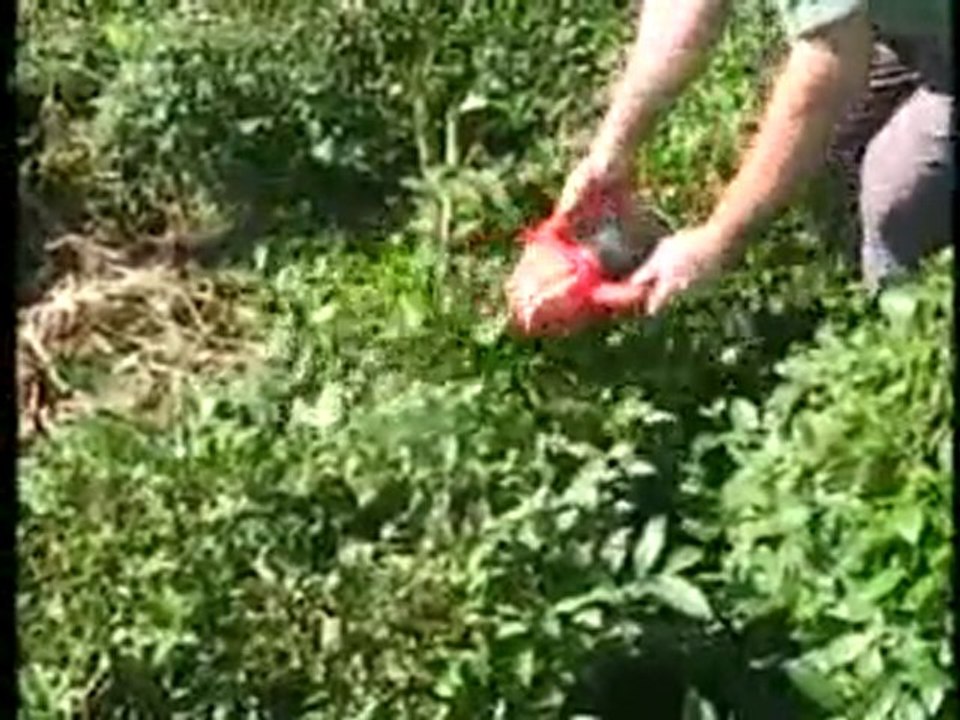 Maks Çay Toplama Makinesi