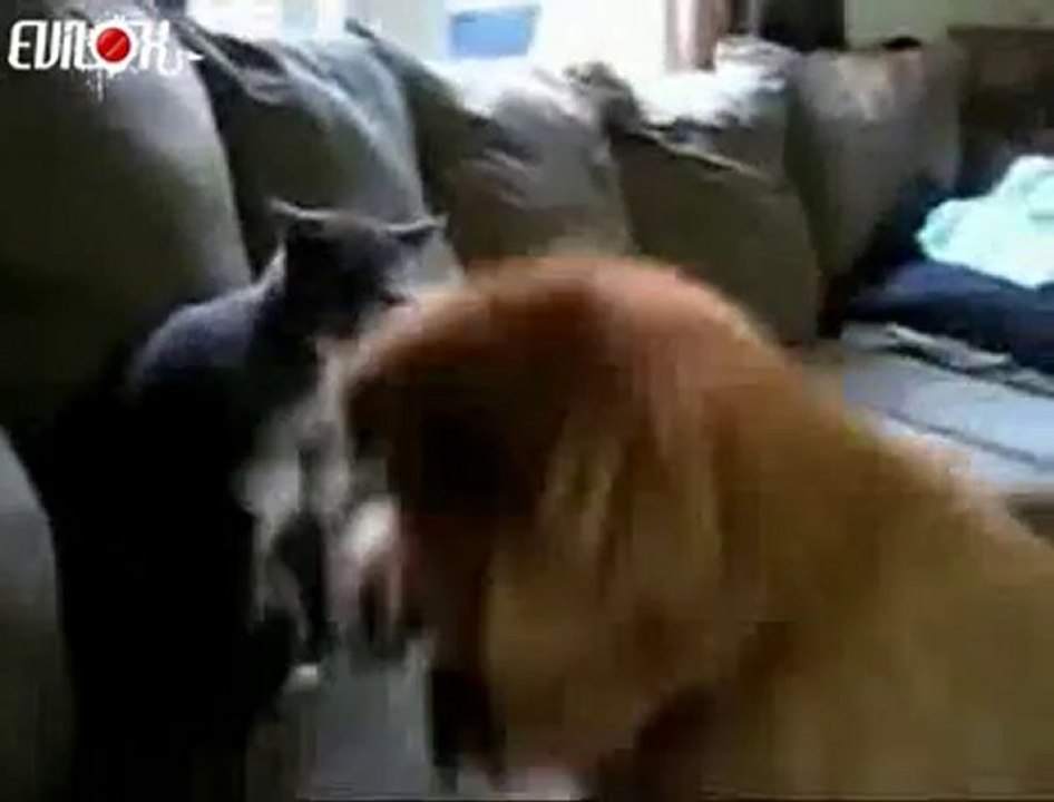 EVILOX_combat-boxe-chien-vs-chat