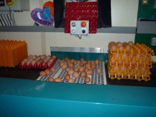 Poules Pondeuses Vidéo