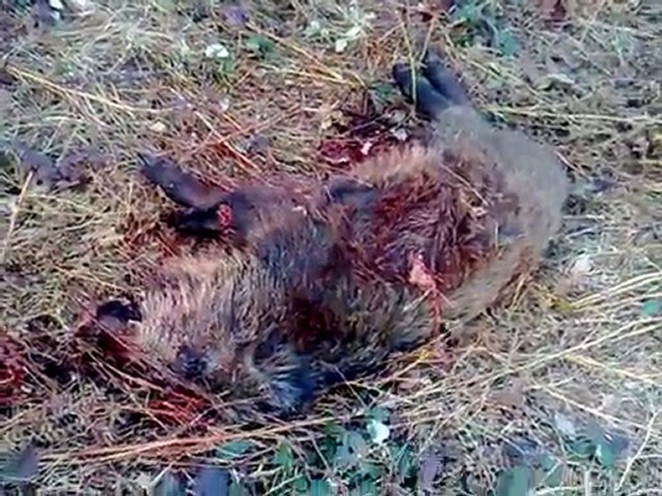 Domuz Avım......YALNIZ KURT 57...22 ocak 2011