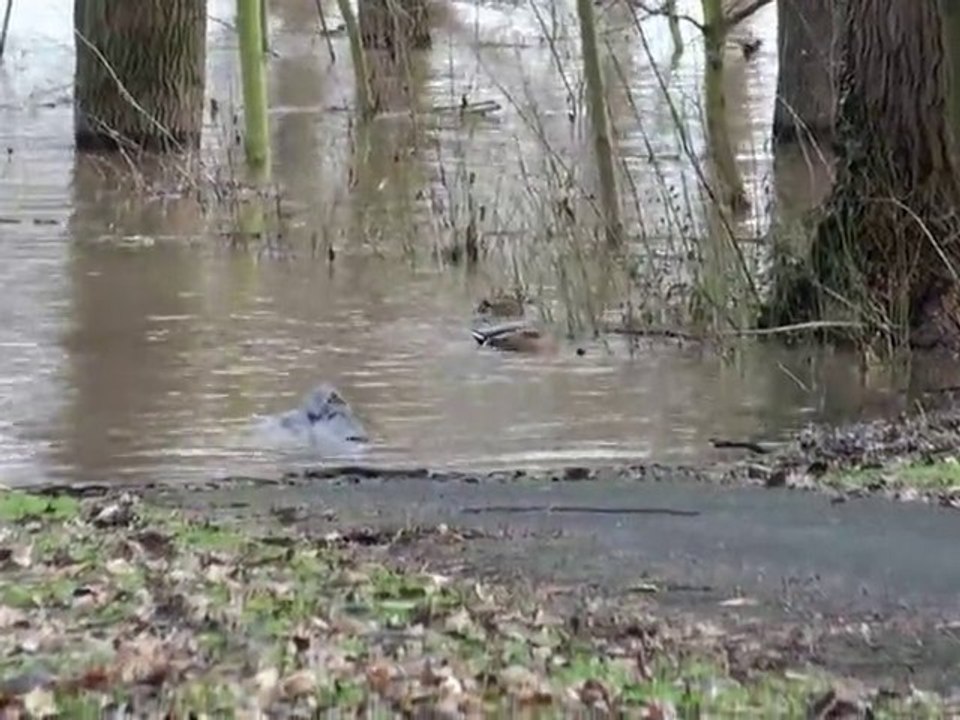 Hochwasser - auf zu anderen Ufern