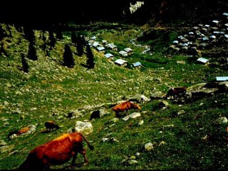 yayla-amlakit-www.kavrun.tr.gg