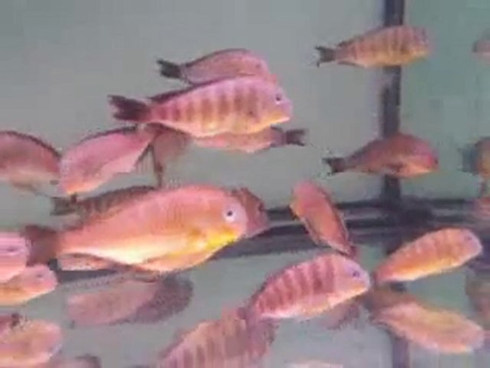 deep sea pet center         www.deepseapetcenter.com