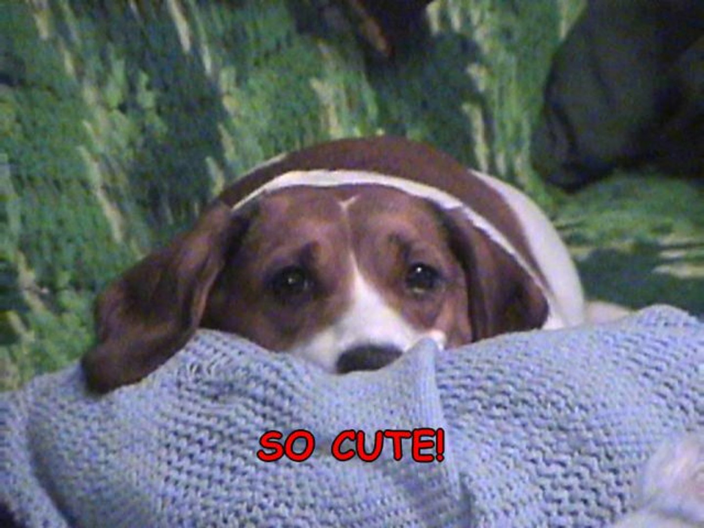 ⁣Pets 2008