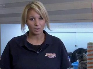 How To Potty Train A Cat