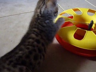 chaton bengal des Arawallis 20.01.11