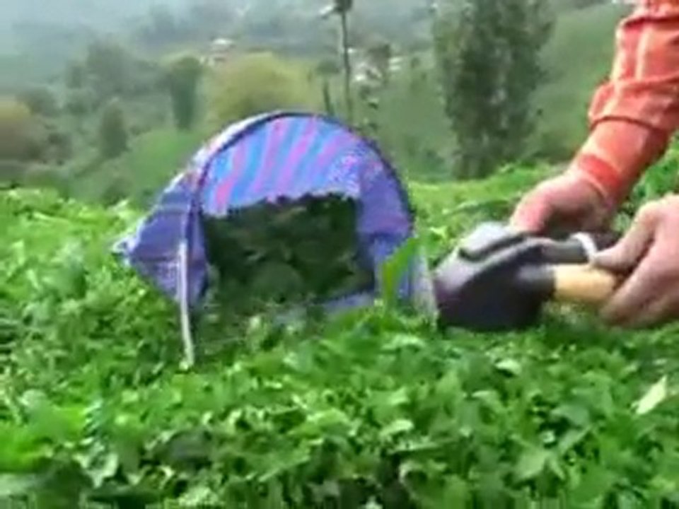 Maks Çay Toplama ve Budama Makinesi