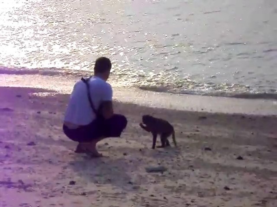 mempakap- les singes!