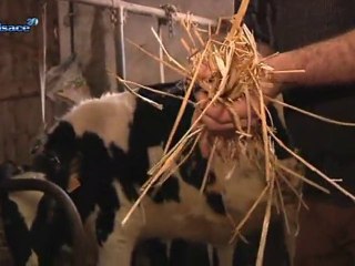 Un véto pas comme les autres! (Alsace)