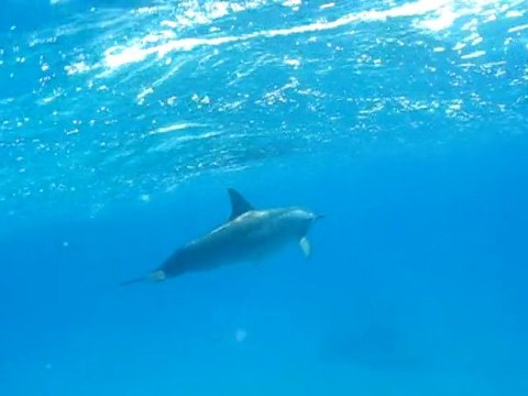 Dauphins en liberté