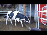 Vaches laitières Lycée la Germinière