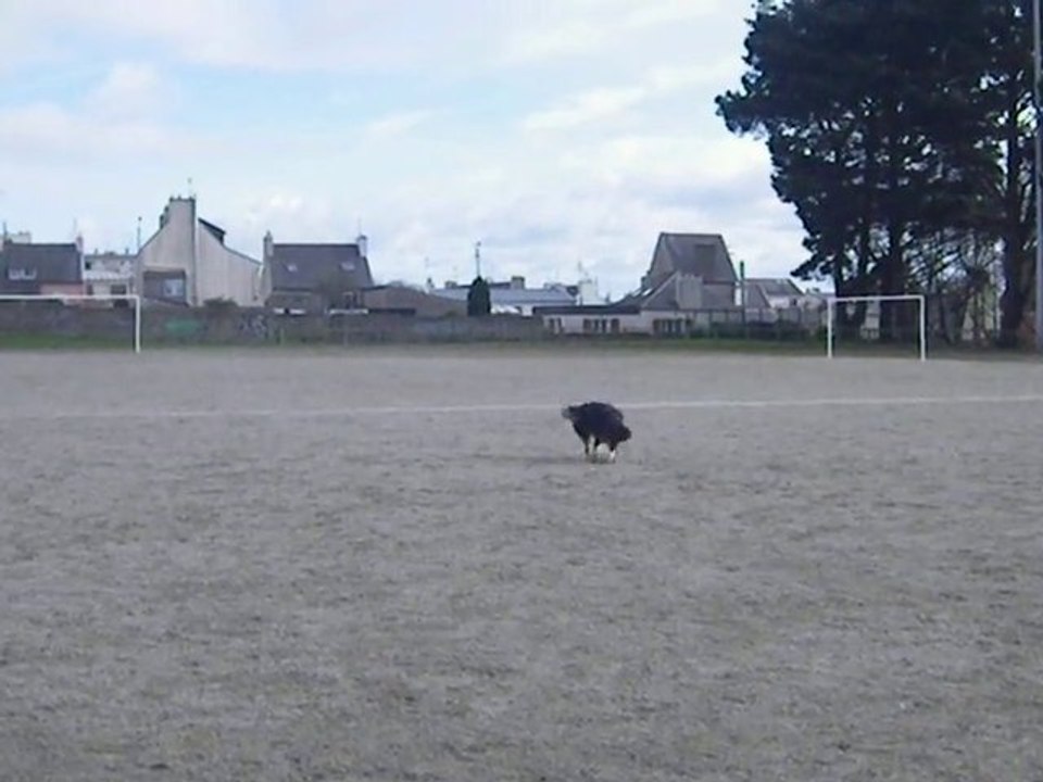 Ébène à l'entraînement de foot