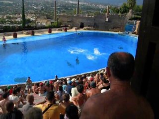 spectacle de dauphins a mundomar benidorm espana 1