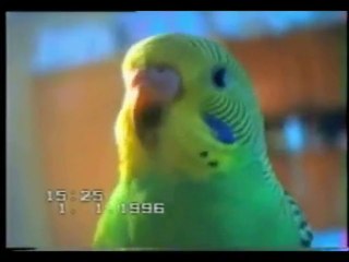 BEN AKON REMIX -Fıstık'ın ölümünün 1. yıldönümü anısına 2011