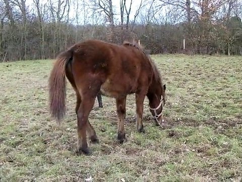 Amiral poulain poney pfs au pré