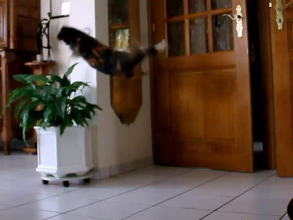 Qui a dit qu'un chat réussissait toujours ses sauts ?