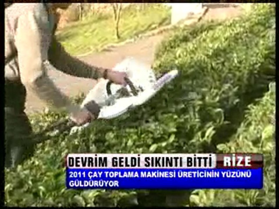 devrim çay toplama