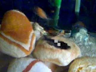 Tropheus Bluepoint