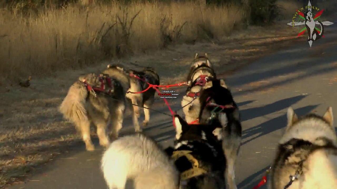 entraînement chiens de traîneau janvier 2011