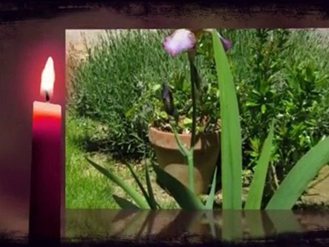 Fleurs de mon jardin