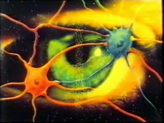 Potencia tu Memoria Visual con Cerebro 🧠