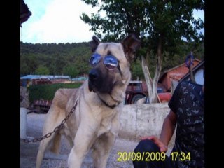 aslan şen sevmeyi öğretemedim