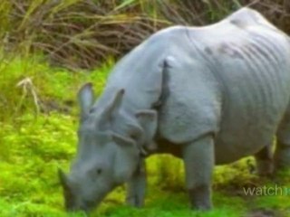 India's Flora and Fauna