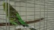 Akıllı kuş CEKİ /  Konuşan kuşlar muhabbet kuşları
