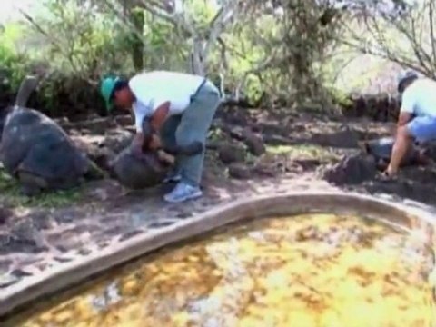 90-летней черепахе предлагают завести потомство