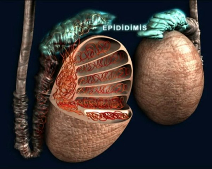 Erkek genital sistemi