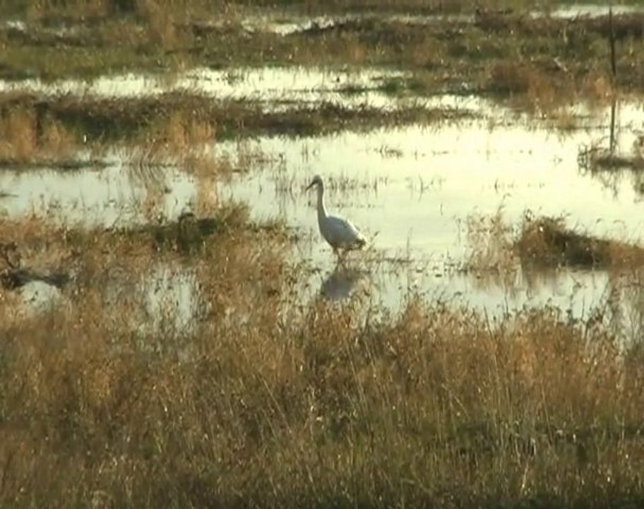 Sortie ornitho janvier 2011