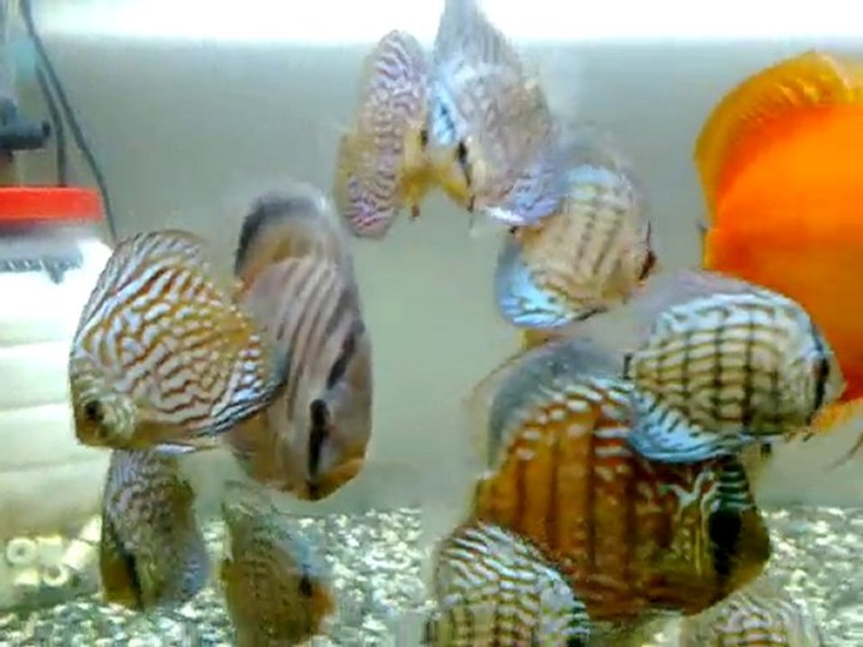 Karaburuk Discuslar