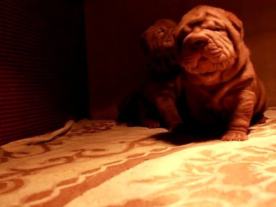 Bébés ylang cabana, 3 weeks