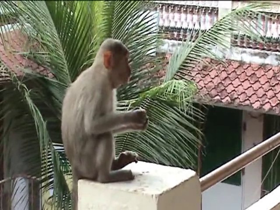 Monkeys & sweets
