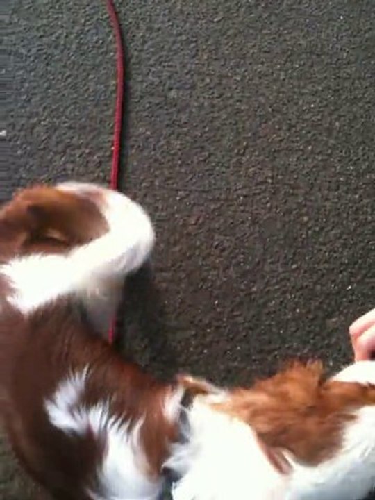 Darwin en plein travail de rappel