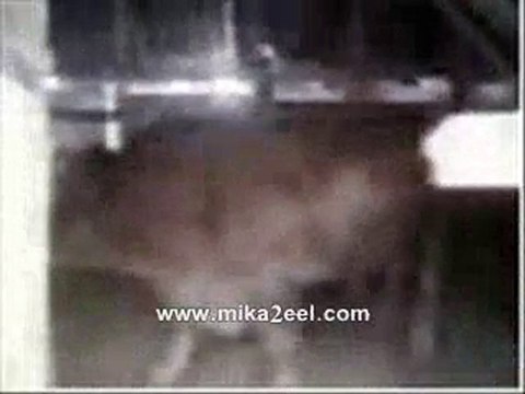 Allah akbar boeuf dit allah nom de dieu chez muslmane