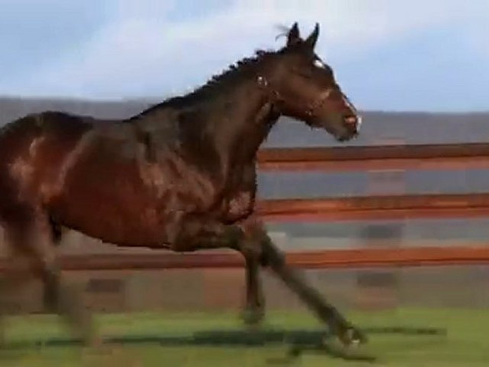 Vision d'Etat, en station au Haras de Grandcamp