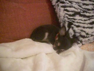 GUCCI chihuahua 3 MOIS!