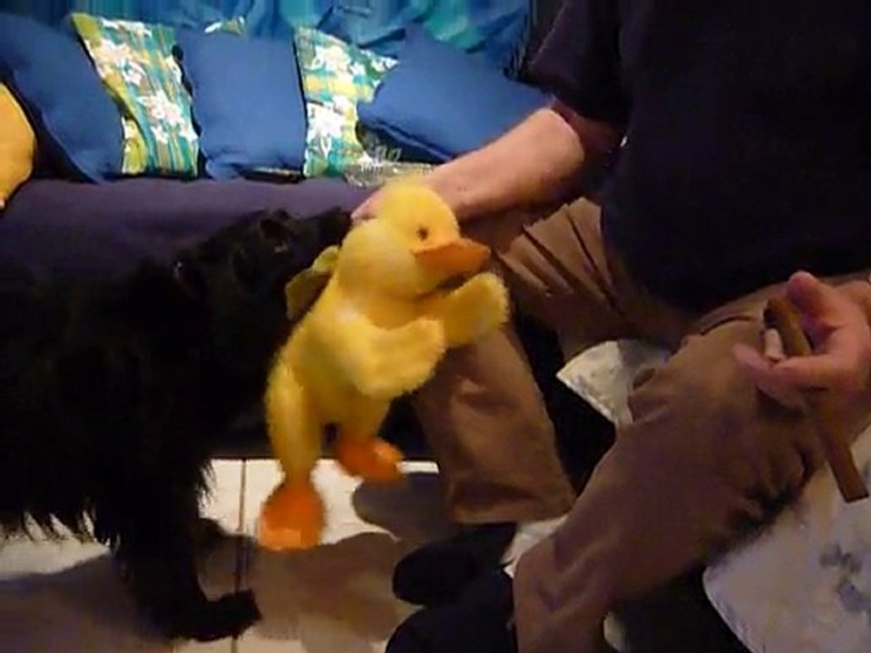 Kermit, le chien  joue avec son Nani