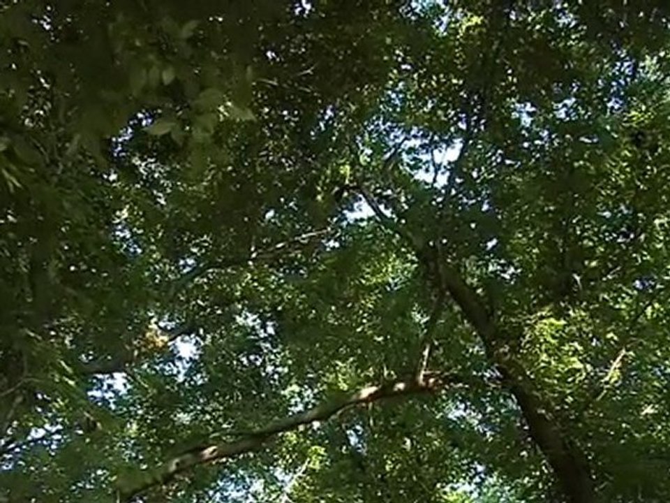 Diary of a Superhero Trailer