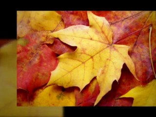 Local  business advertising, Fan Page