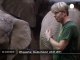 Wuppertal's zoo welcomes two baby elephants - no comment