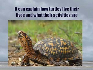 The secret to becoming a turtle owner