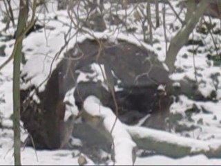 Pantera Śnieżna: Tajemnicza Kotka 🐾 - thumbnail