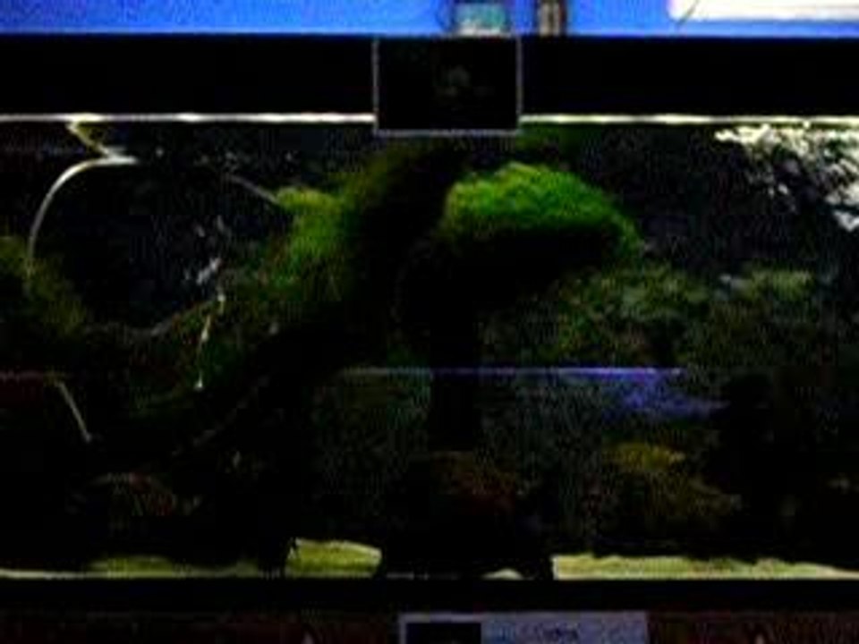 Poissons vidéo 3